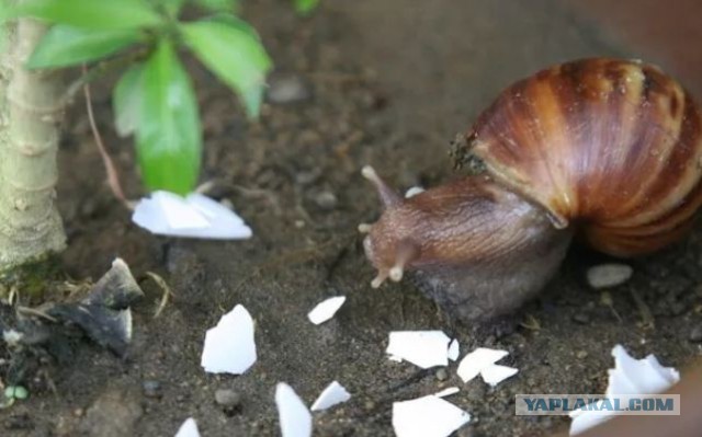 Польза яичной скорлупы в быту