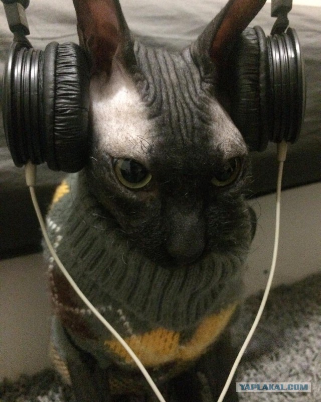 Котята моей кошки (коротенькое видео).