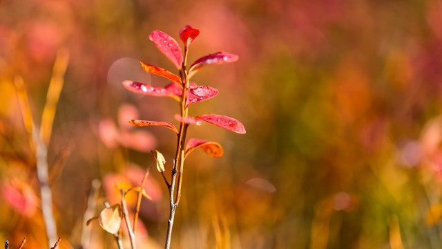 Просто Природа