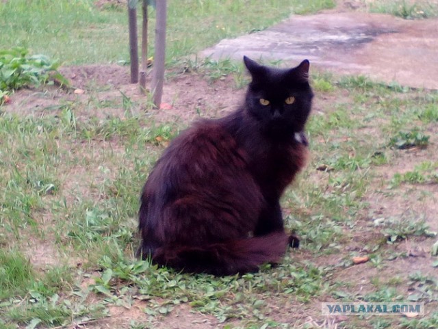 Котовторник  23.01.2018