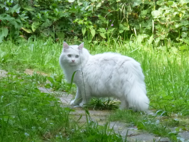 Вся красота беспородных кошек. Котовторнику посвящается.