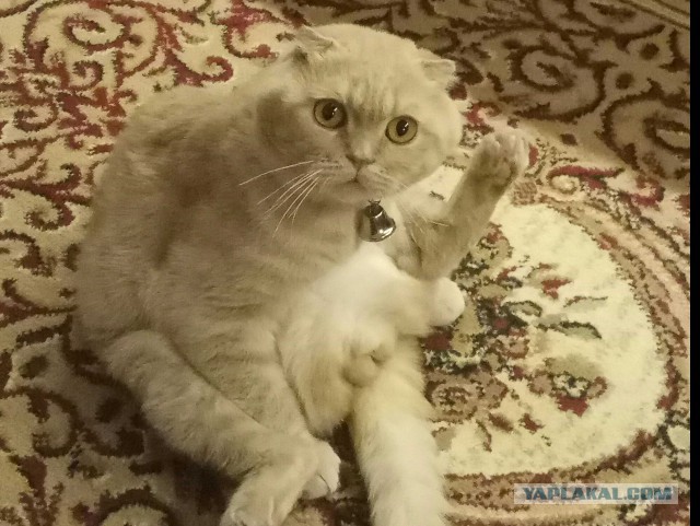 Котовторник  13.02.2018