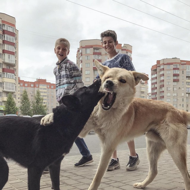 Живность из сети