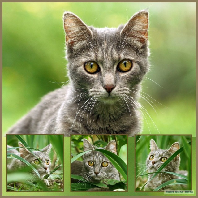 Котовторник на ЯПлакалъ