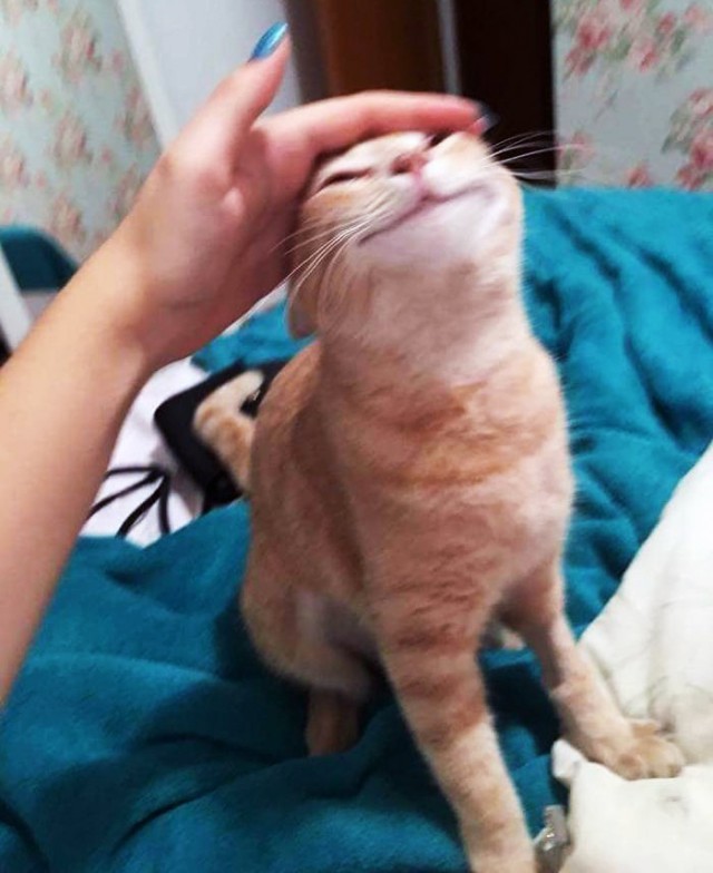 Прикольных котов пост