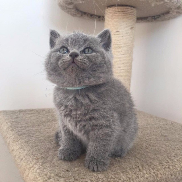Прикольных котов пост