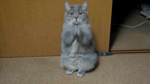 Котовторник уже сегодня!