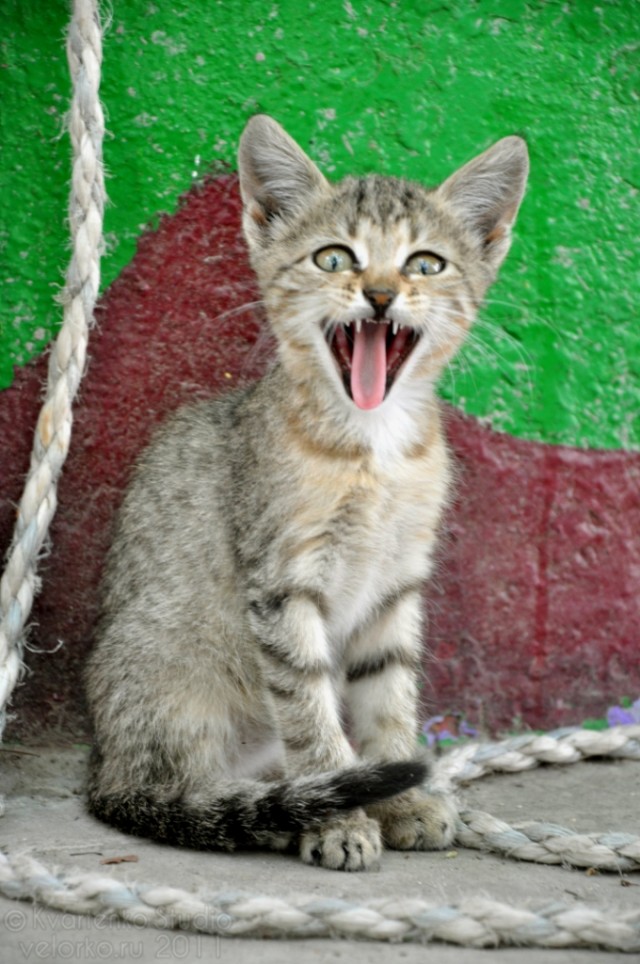 Котовторник: Кошки и ягнёнок