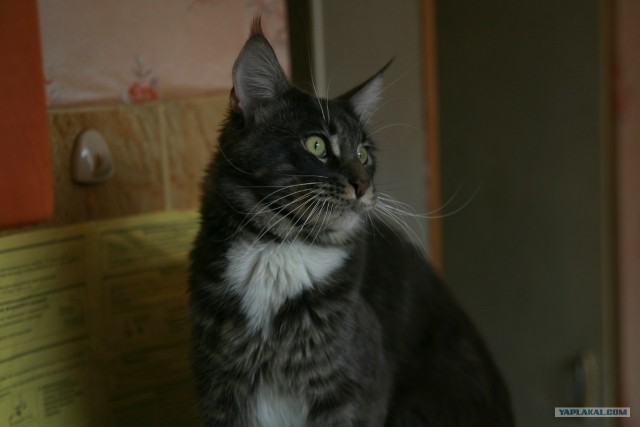 Котовторник! 13.03.2012