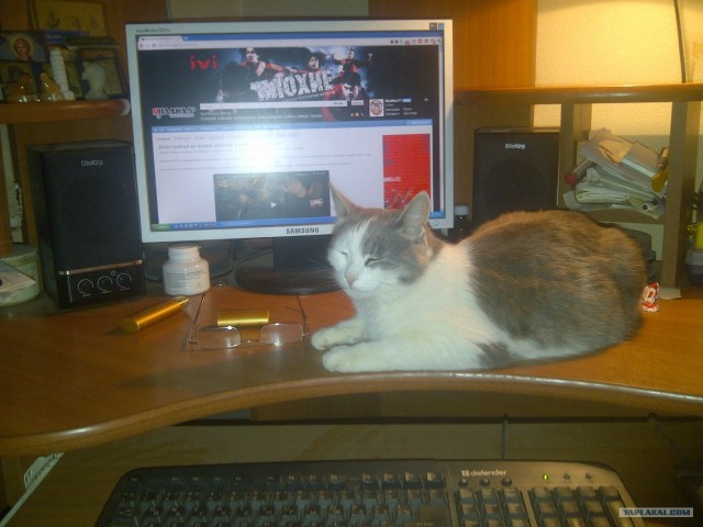 Котовторник 1 мая 2012
