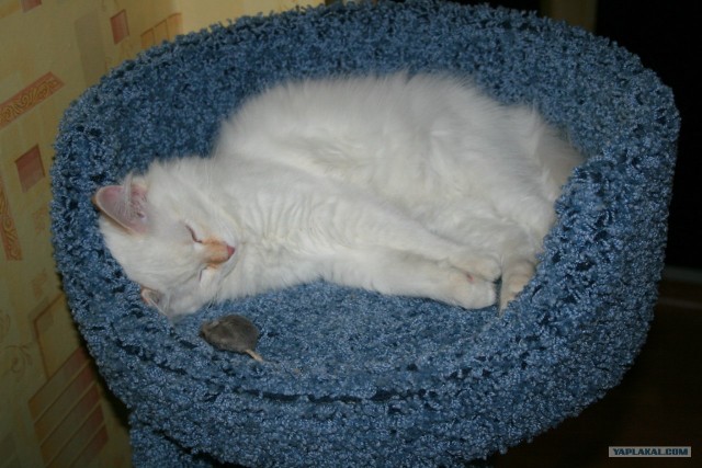 Котовторник на 26.06.12