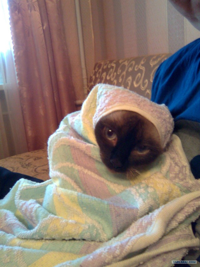 Котовторник 11.09.2012