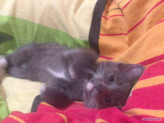 Котовторник 12.02.13