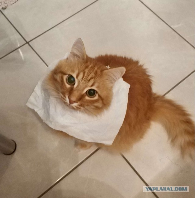 Три правила кота