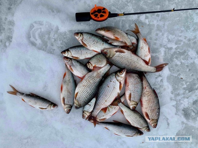 Жаренный берш с медово-огуречным соусом.