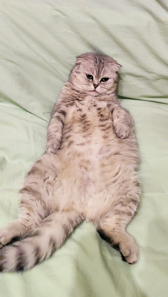 Котовторнику быть!