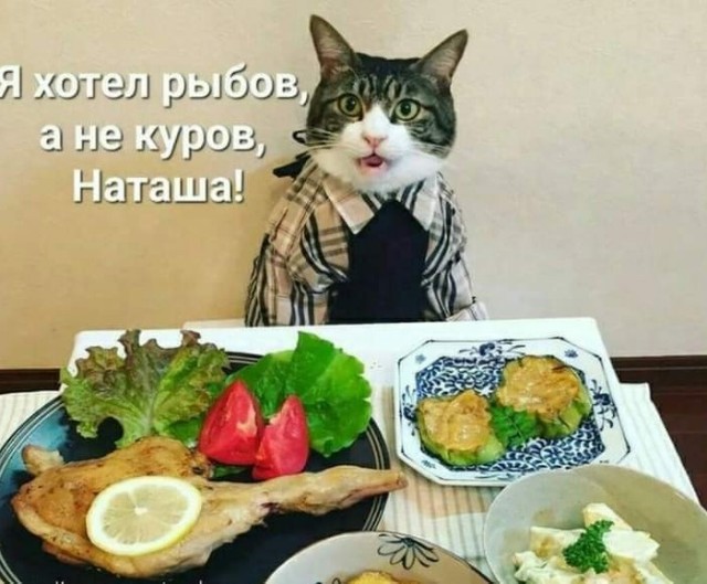 К котофторнику
