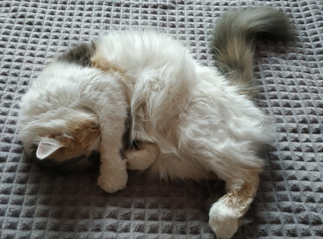 К котовторнику