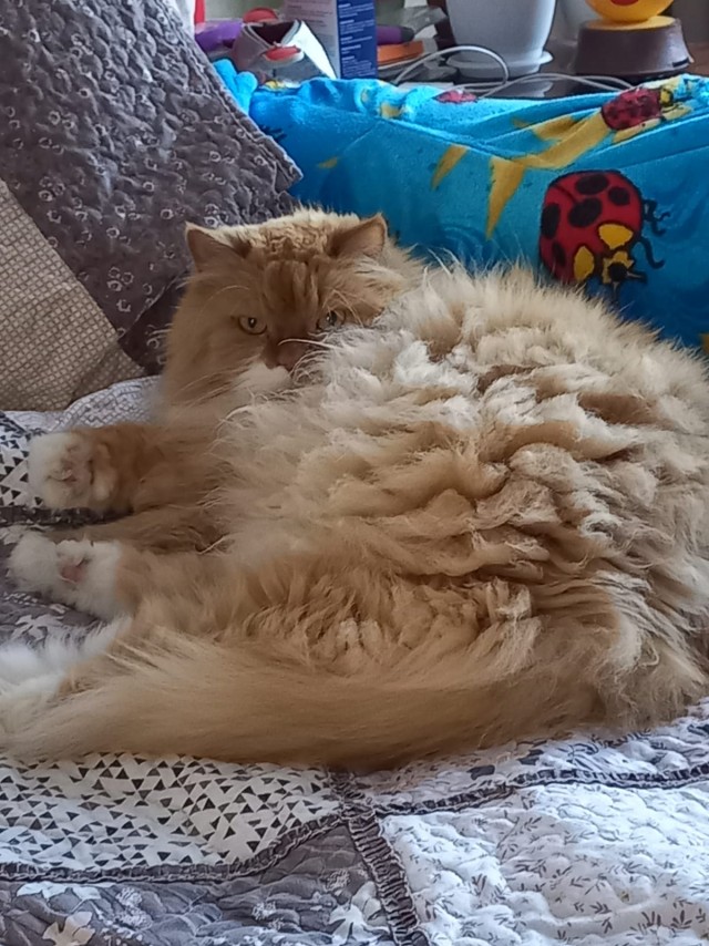 Кот снежного человека?