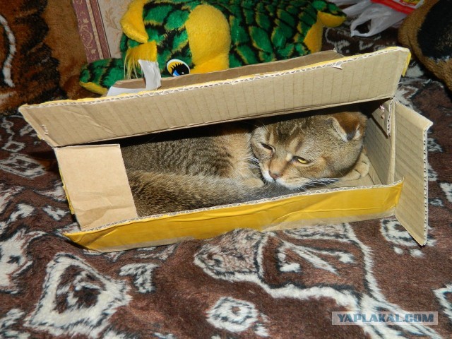 Котовторник  19.03.2013