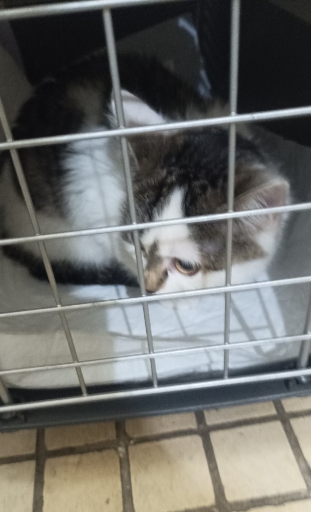 Котаро