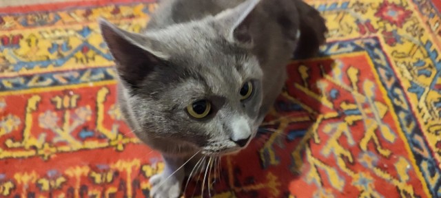 Кот Тимофей