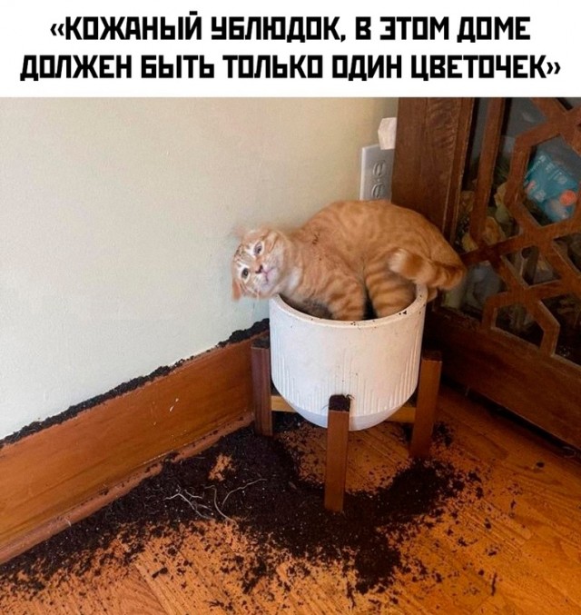 Картинки и мемы для настроения - 187