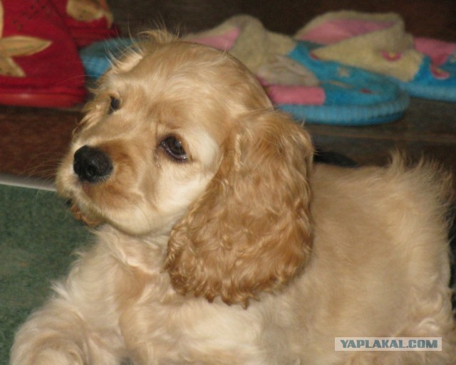 Самооборона