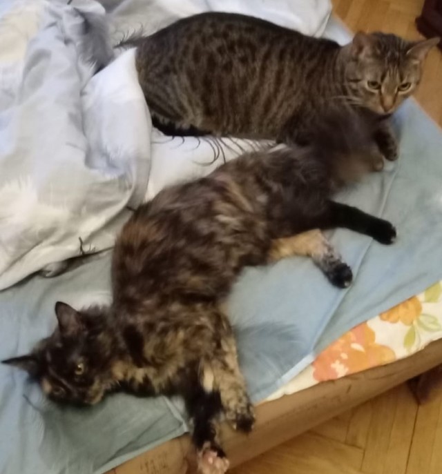 А в следующей жизни я хотел бы быть котом