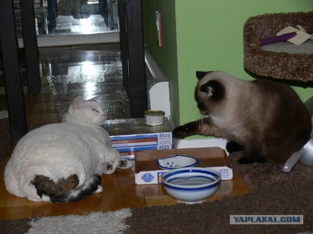 Котовторник 21.05.2013