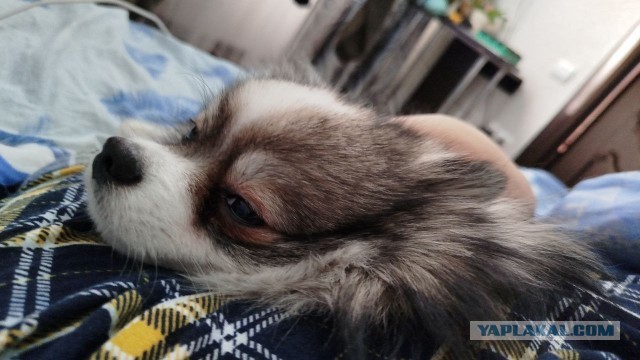 СобакоЧетверг 13.03.2025