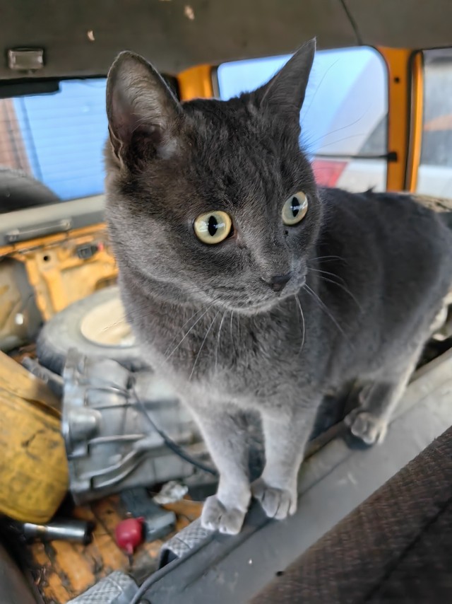 Нефотогеничный кот