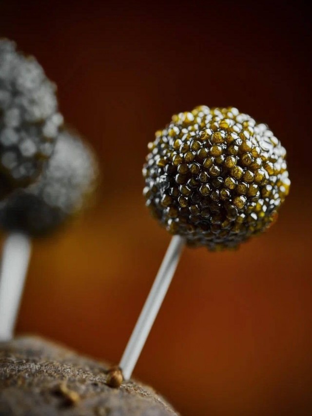 Московский шеф-повар создал чупа-чупс из чёрной икры