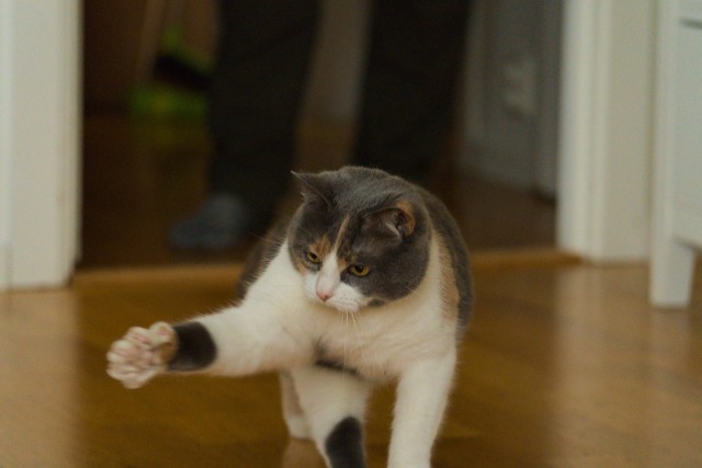 Рандомных фото котов тред