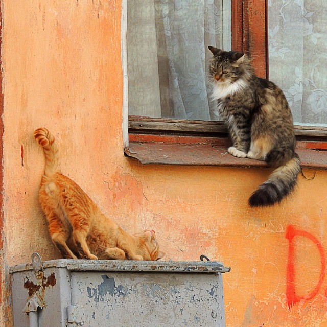 Котовторник 25.02.2014