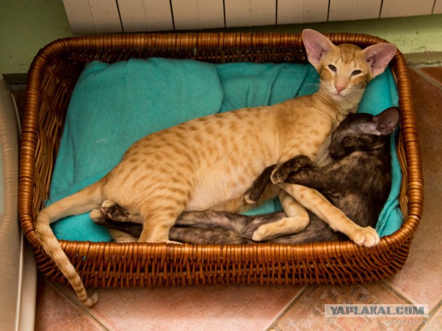 Котовторник 04.03.2014