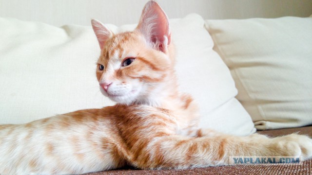 Котовторник 18.03.2014