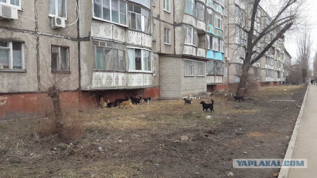 Поймали догхантера
