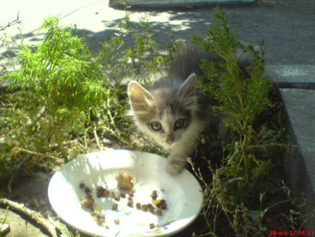Котовторник 01.04.2014