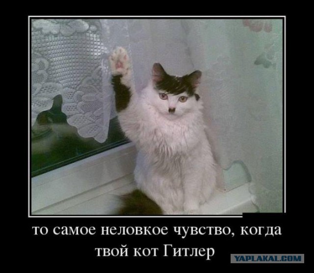 Котовторник 27.5.2014
