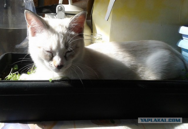 Котовторник 27.5.2014