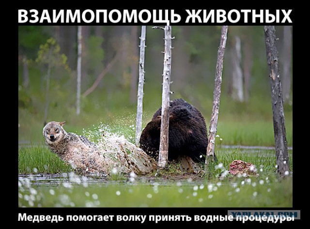 Стая волков напала на медведя