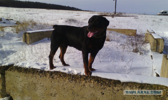 Собакочетверг 26.02.2015
