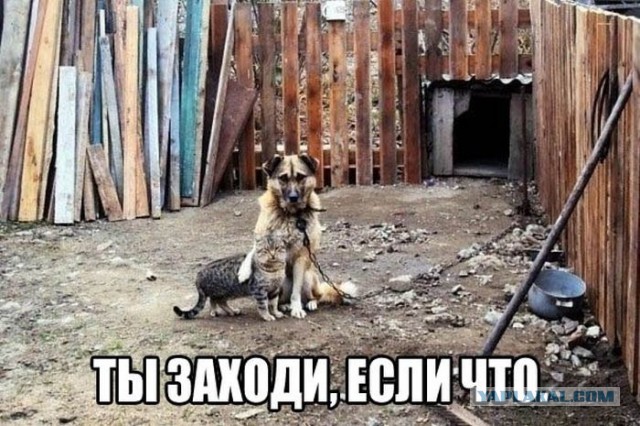 Картинок пост