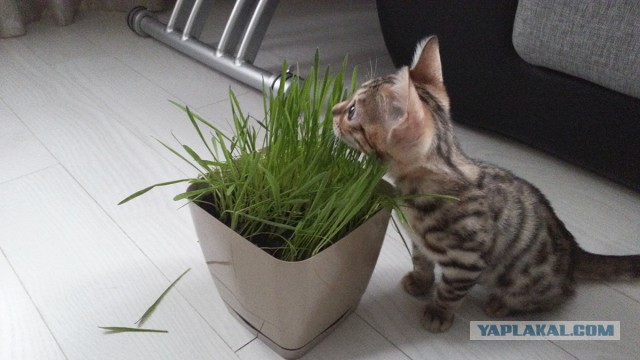Котовторник 07 04 2015