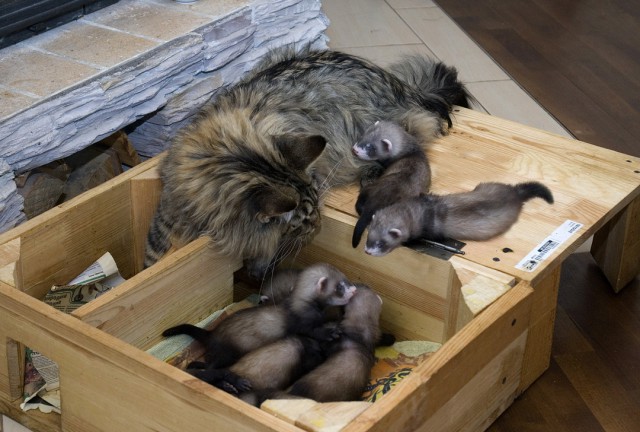 Усатый нянь