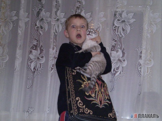 Коты, кошки, котята