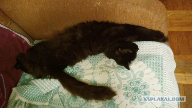 Коты из сети