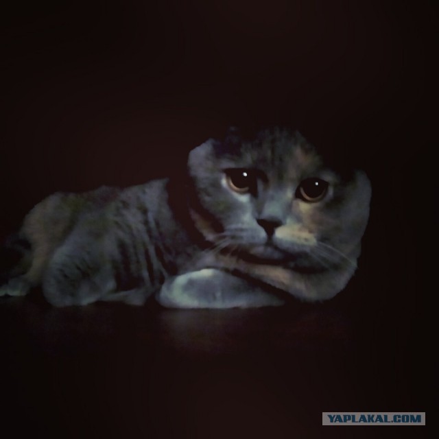 Собака нашла котейку.