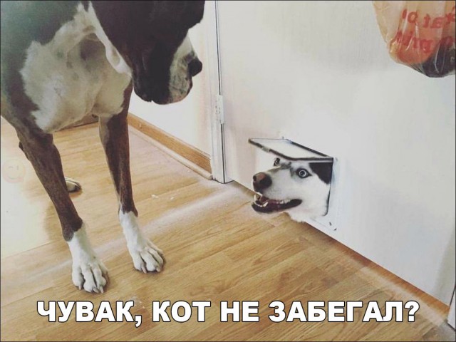 Подборка безудержного веселья